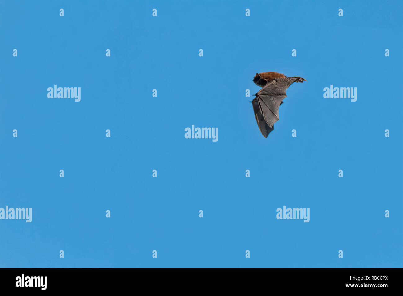 small bat in flight in daylight, common pipistrelle, on a spring day