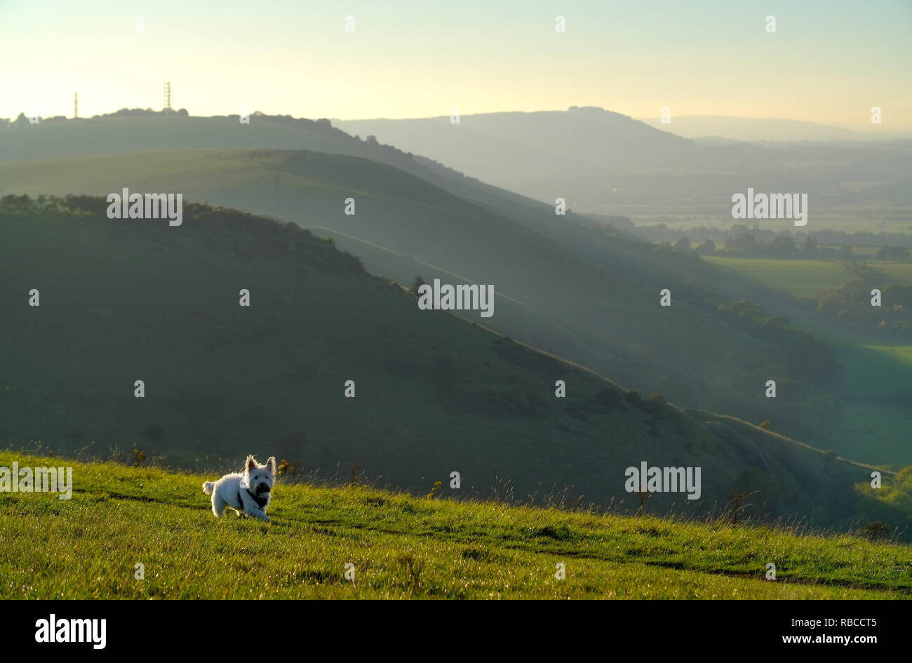 Highland terrier walking at sunset at Devils Dyke, near Brighton, in the South Downs National Park. Stock Photo