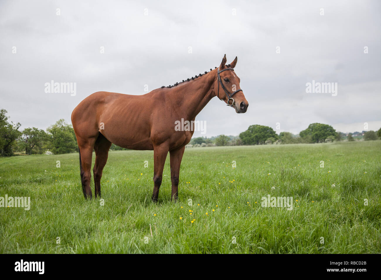 Brown horse standing in a field surrounded by green lush grass with an ...