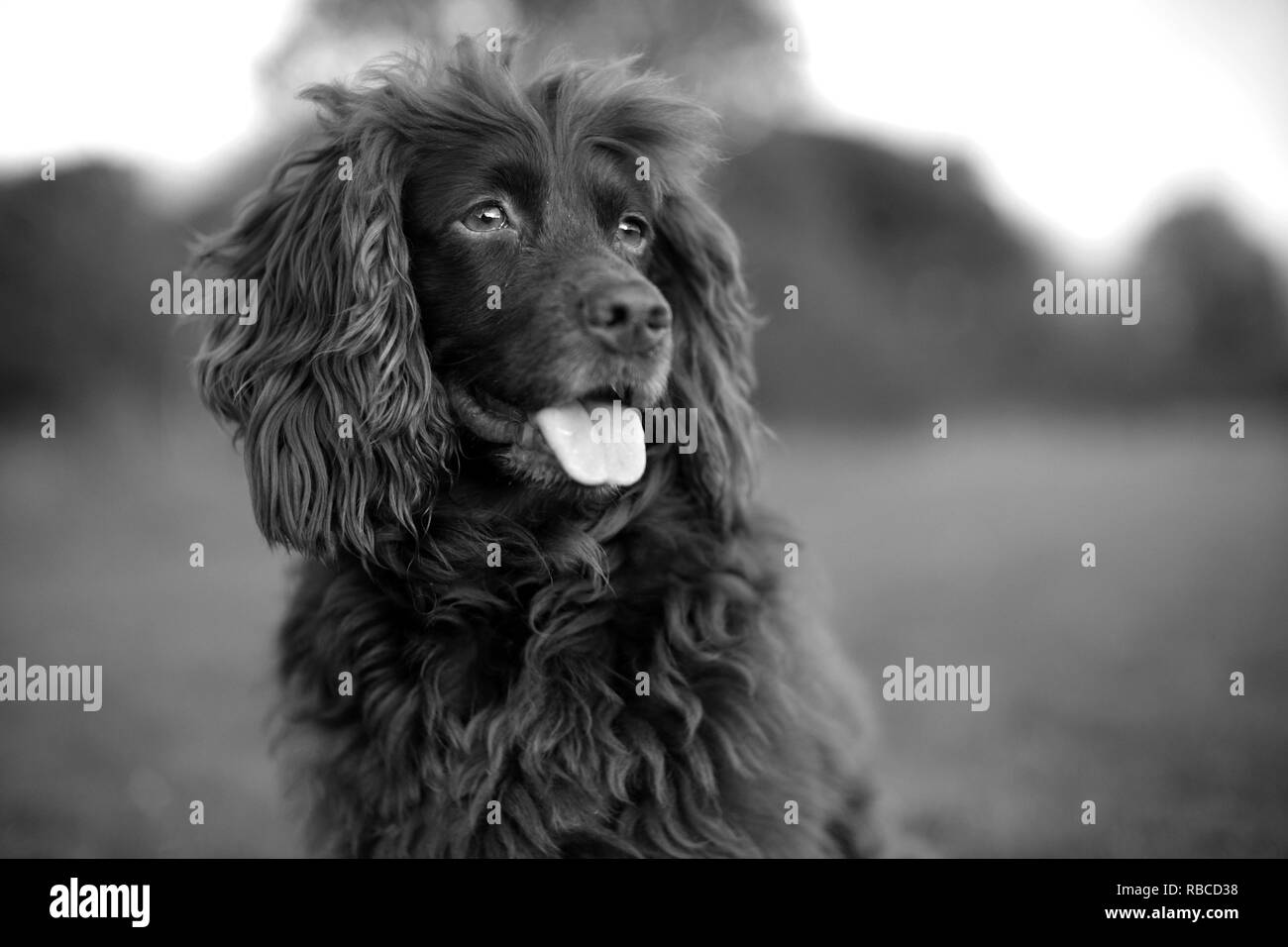 Black cocker Black and White Stock Photos & Images Alamy