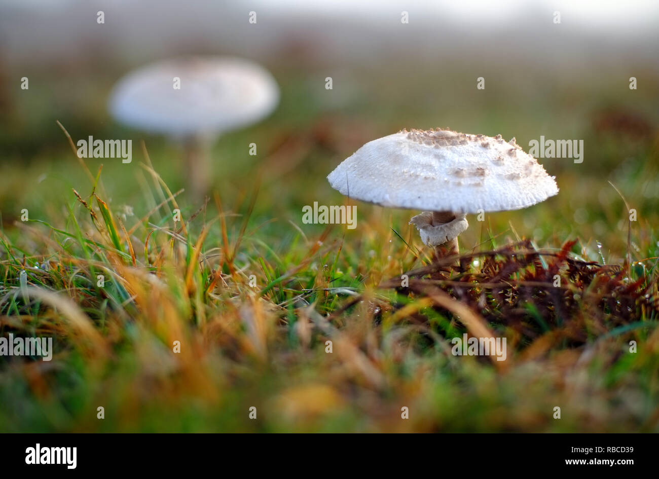 Parasol mushroom (funghi) Macrolepiota procera Stock Photo - Alamy