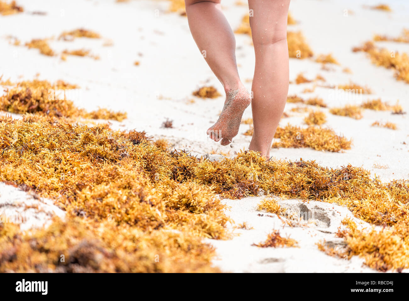 Legs of woman walking closeup on beach during sunny day in Miami, Florida with yellow sargassum seaweed Stock Photo