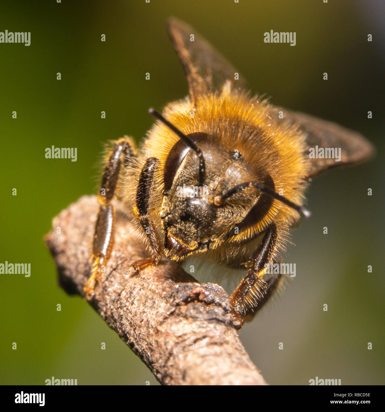 Bee sitting hi-res stock photography and images - Alamy