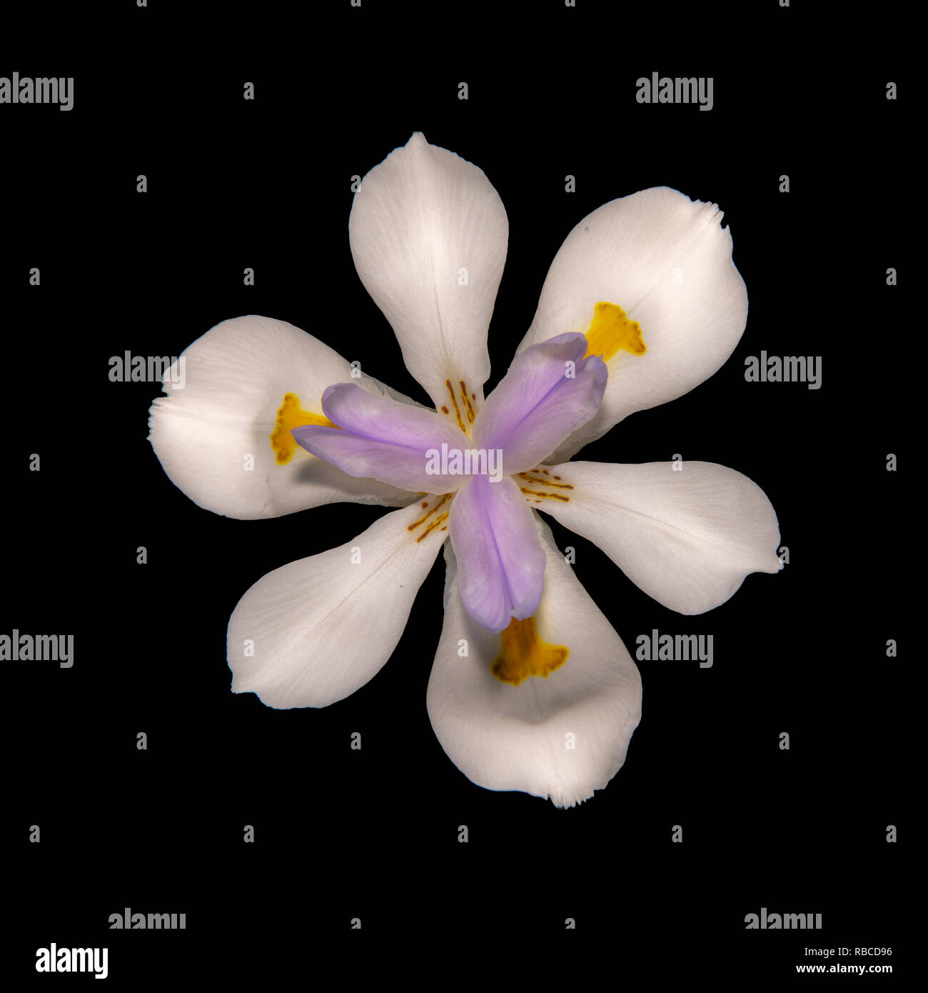African IRIS (Dietes Iridioides) with a black background to make it pop Stock Photo
