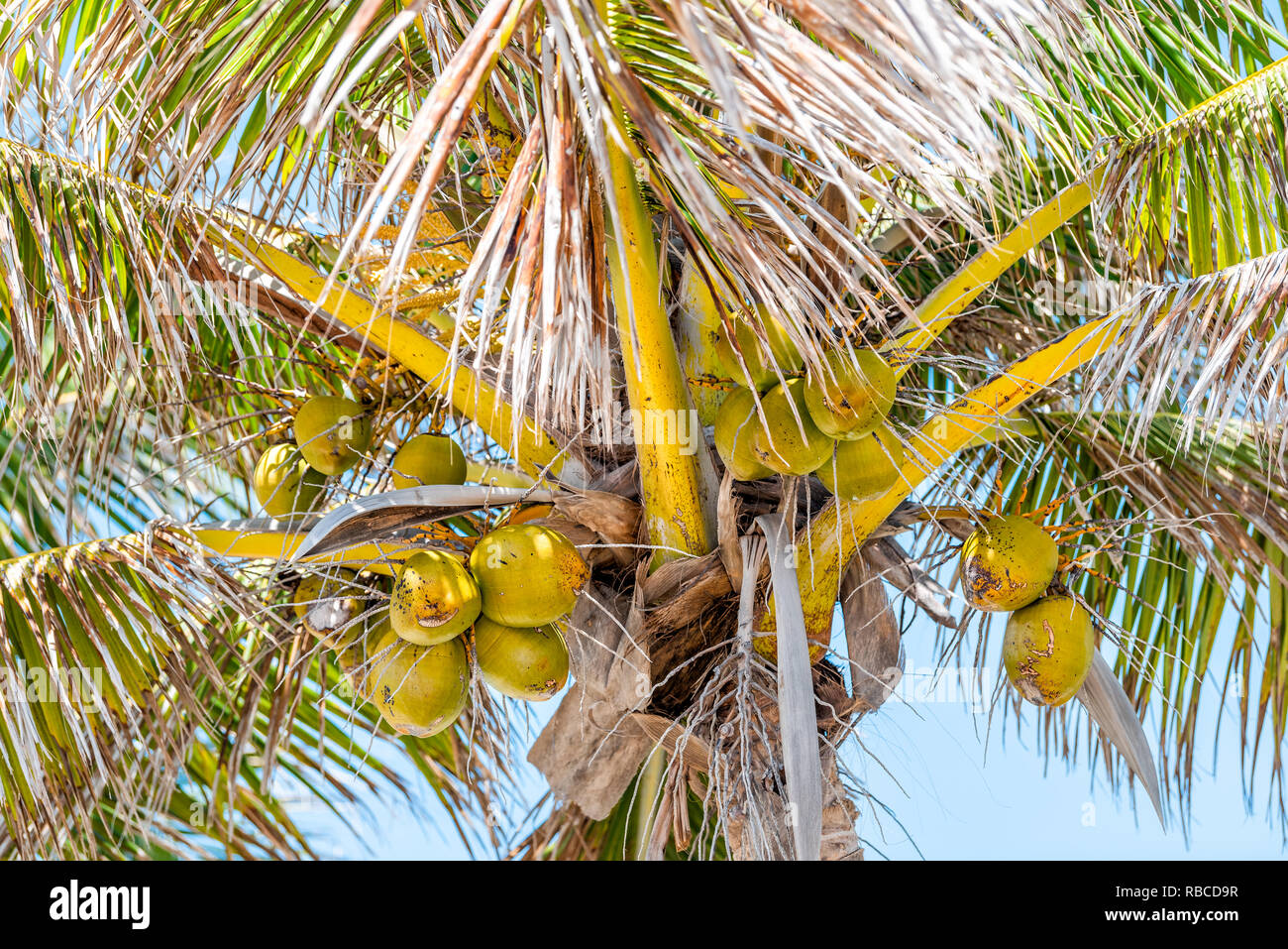 Closeup of many colorful orange or yellow palm tree leaves with green unripe ripe coconuts on branches isolated against sky in Florida Stock Photo