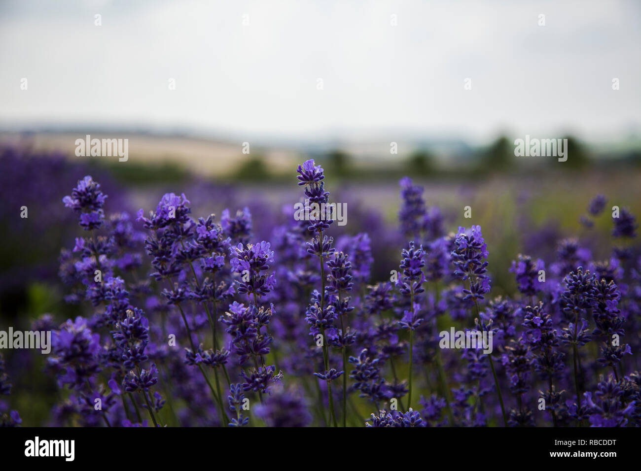 Lavender Fields in England Stock Photo