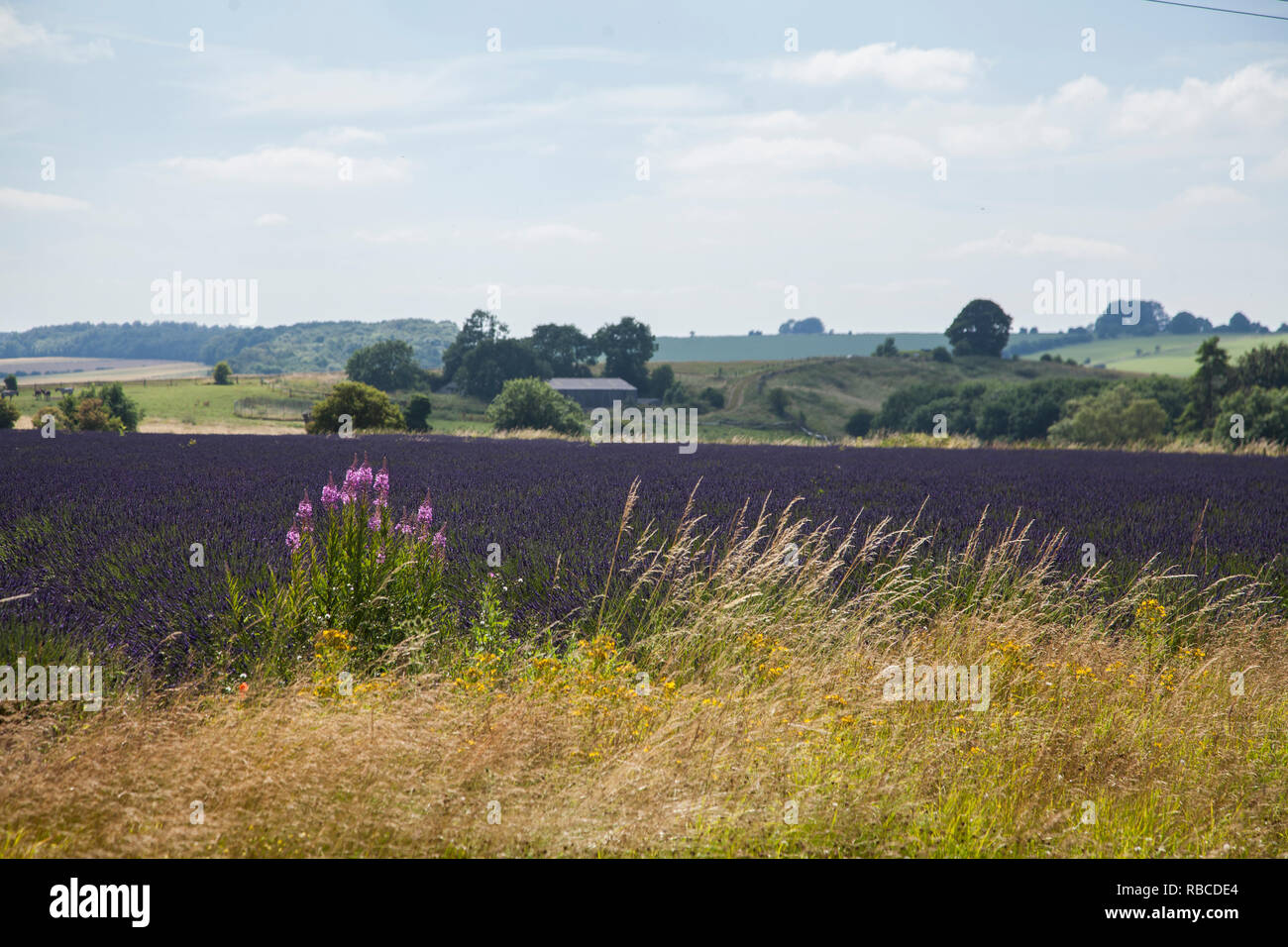 Lavender Fields in England Stock Photo