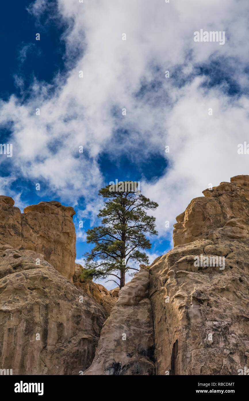 Lone Ponderosa Pine, Pinus ponderosa, high atop Inscription Rock in El Morro National Monument, New Mexico, USA Stock Photo