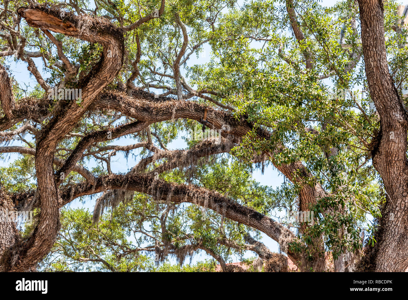 Southern live oak tree hires stock photography and images Alamy