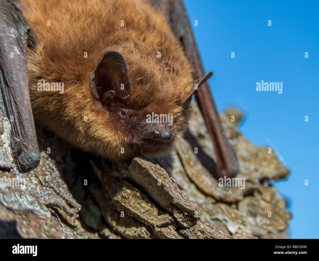 small bat in daylight, common pipistrelle, on a spring day Stock Photo