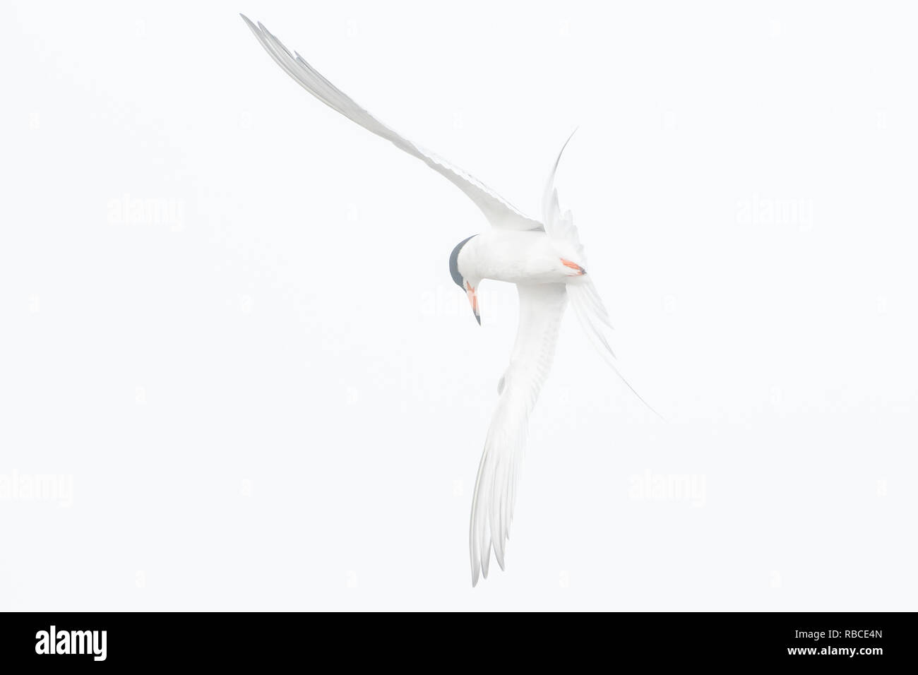 Foster's tern foraging flight on an early foggy morning Stock Photo
