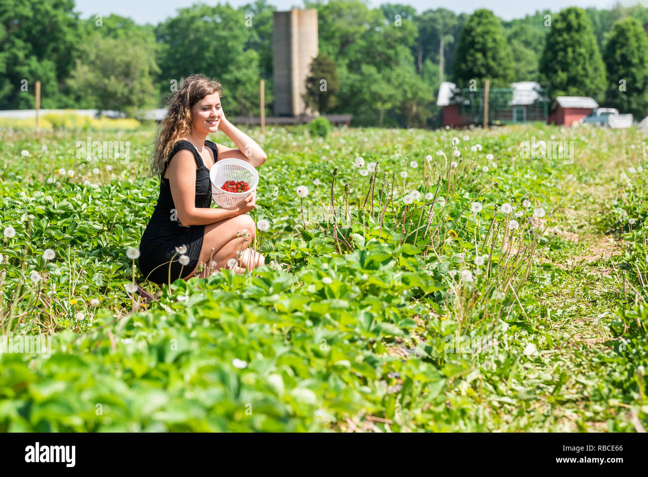 Young happy woman sitting picking strawberries in green field rows farm ...