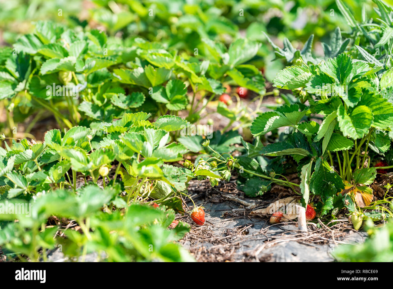 Strawberries small garden hi-res stock photography and images - Alamy