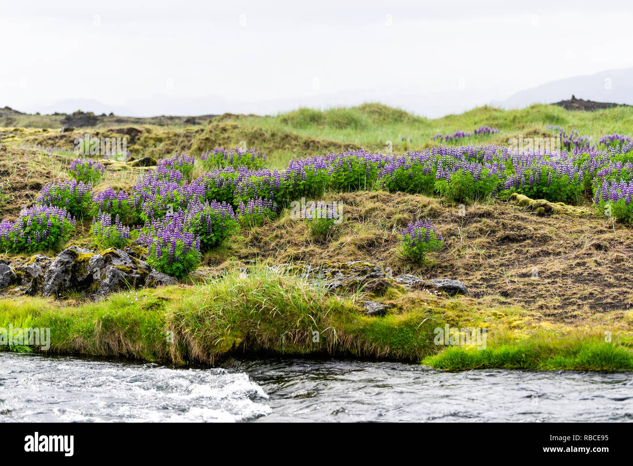 Colorful purple lupine flowers in Iceland with valley river stream and
