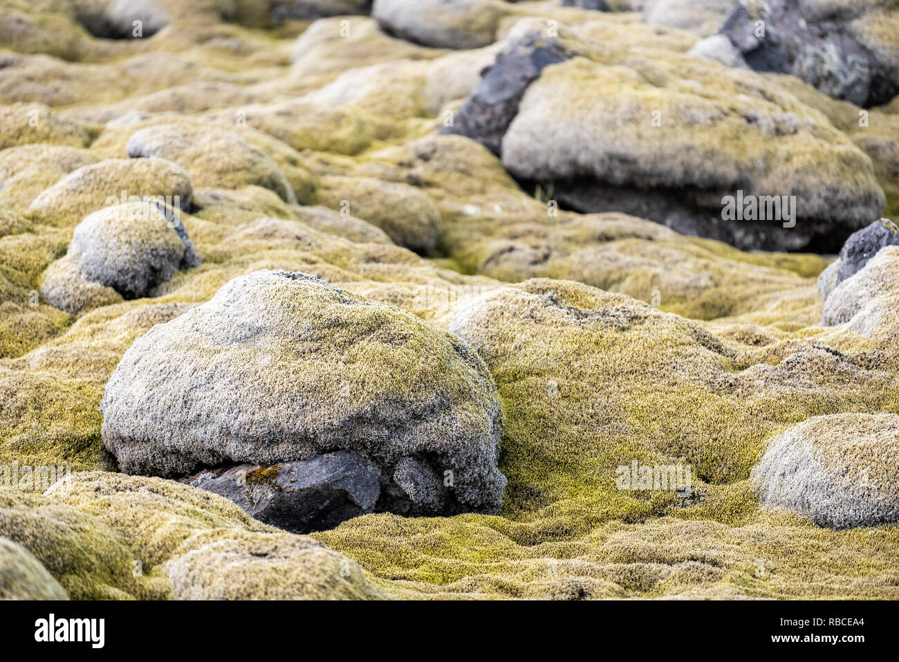 Lava Field in Iceland closeup of yellow green bright moss covered rocks or stones in southern ring road showing pattern and texture Stock Photo