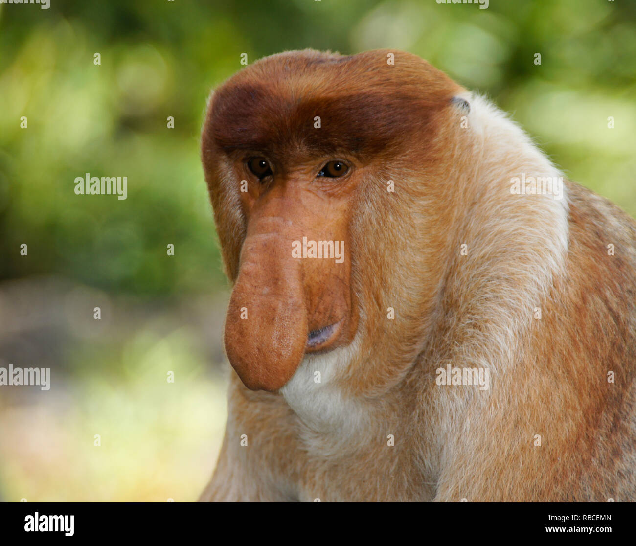 Portrait of male proboscis (long-nosed) monkey, Sabah (Borneo), Malaysia Stock Photo