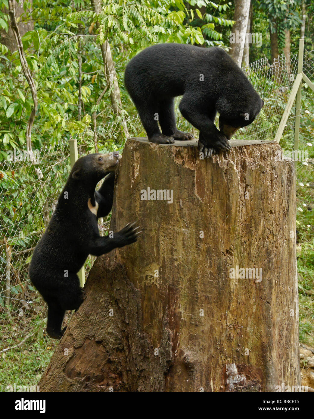 Malayan sun bears climbing on tree stump at Bornean Sun Bear Conservation Centre, Sandakan, Sabah (Borneo), Malaysia Stock Photo