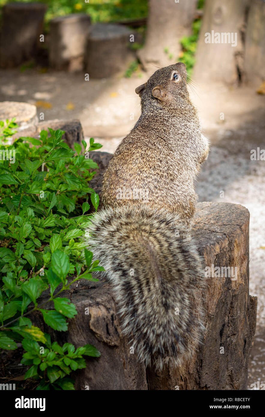 Squirrel sit down Stock Photo Alamy