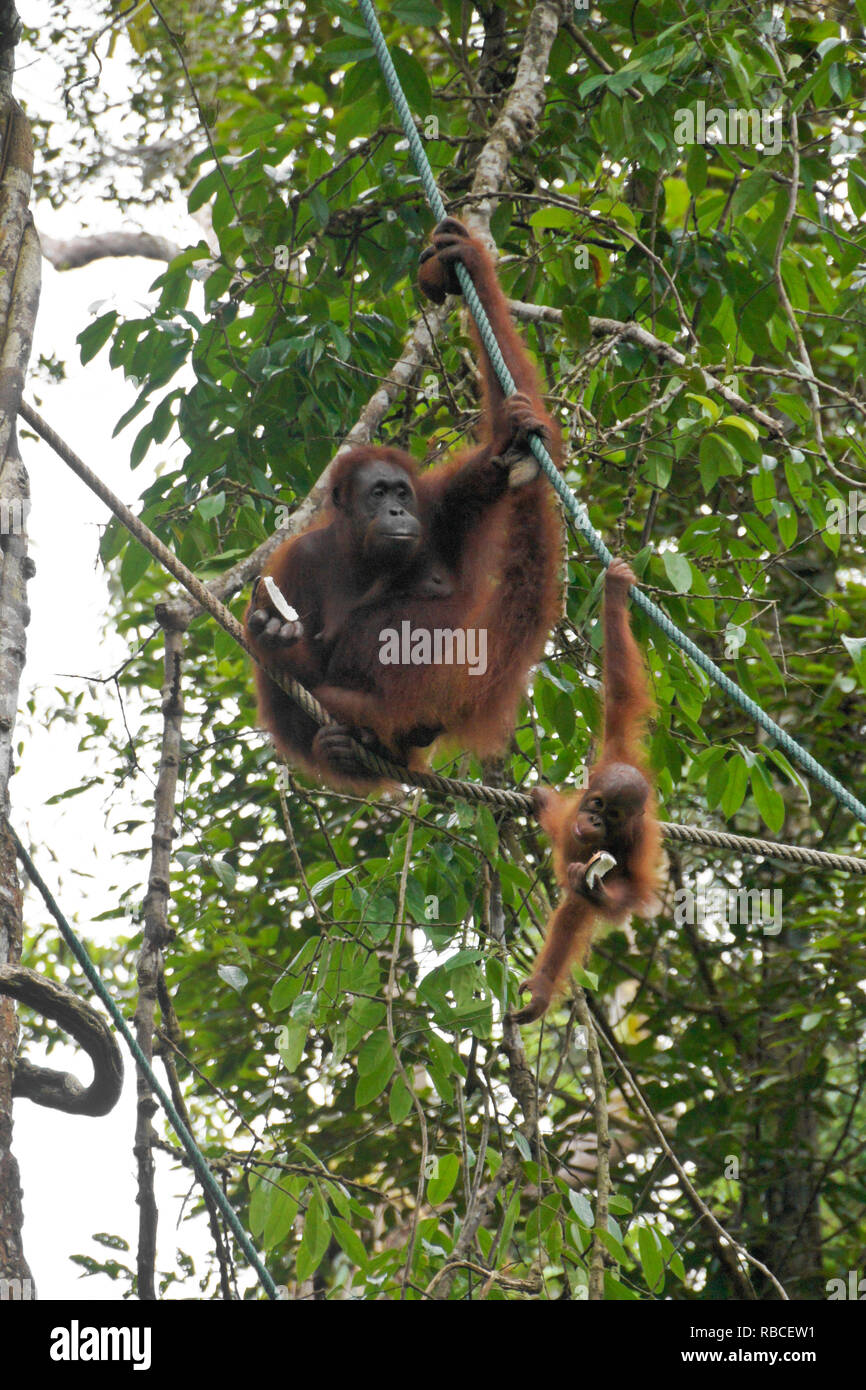 Bornean orangutans (mother and baby) eating coconut while hanging from rope in forest at Semenggoh Wildlife Centre, Kuching, Sarawak (Borneo), Malaysi Stock Photo