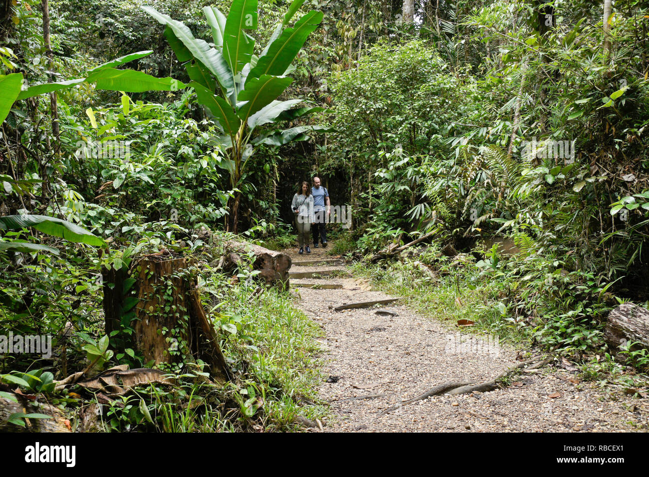 Couple walking on path in tropical lowland forest, Sarawak (Borneo), Malaysia Stock Photo