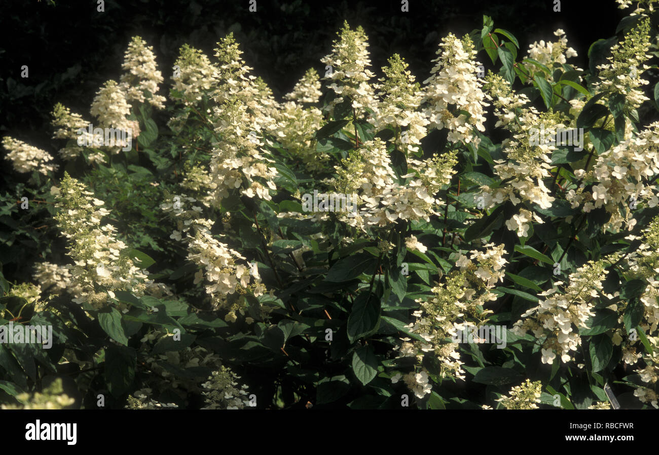 HYDRANGEA PANICULATA 'BRUSSELS LACE' Stock Photo - Alamy