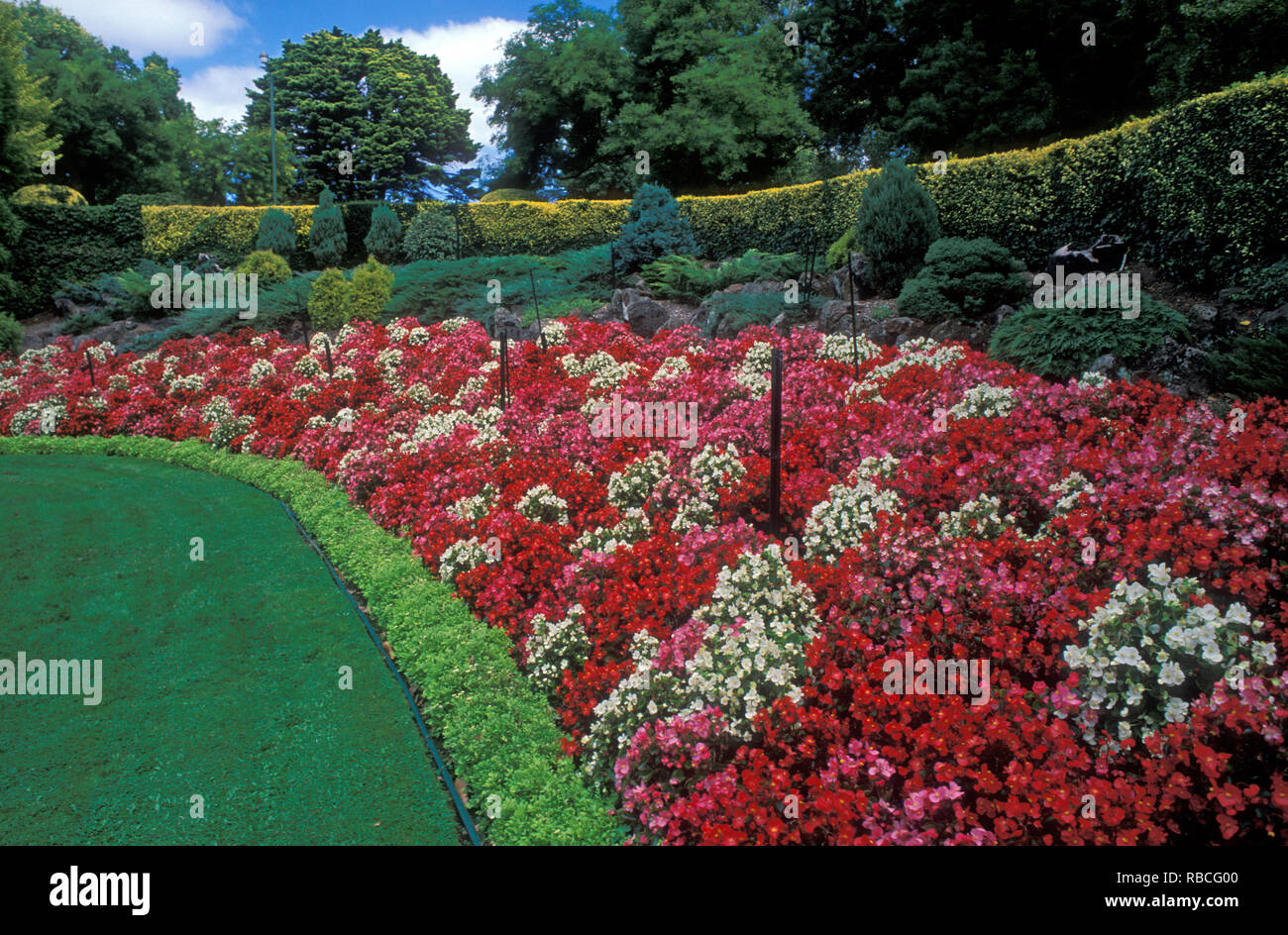 LARGE COLORFUL GARDEN BANK OF BEGONIA SEMPERVIRENS (BEDDING BEGONIAS