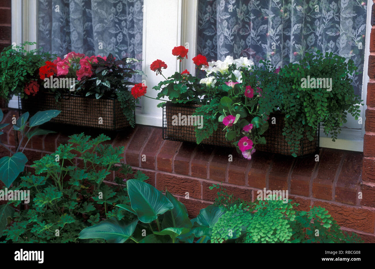 COLORFUL WINDOW BOXES OF PETUNIAS, PELARGONIUMS AND ADIANTUMS ACTHIOPICUM. Stock Photo