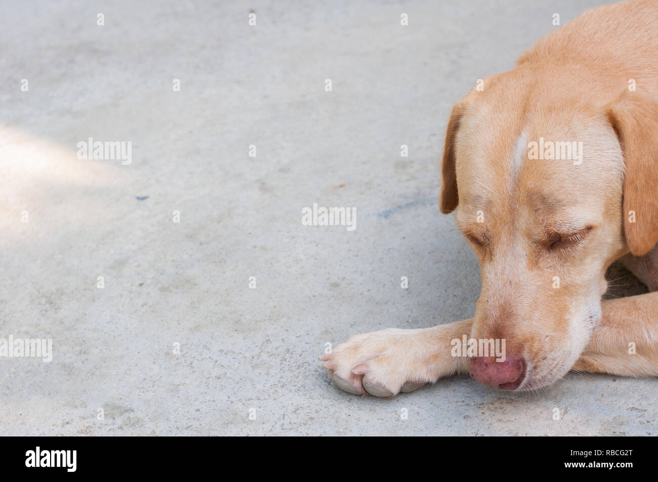 Close up young brown Dog Labrador sleep on concrete floor background