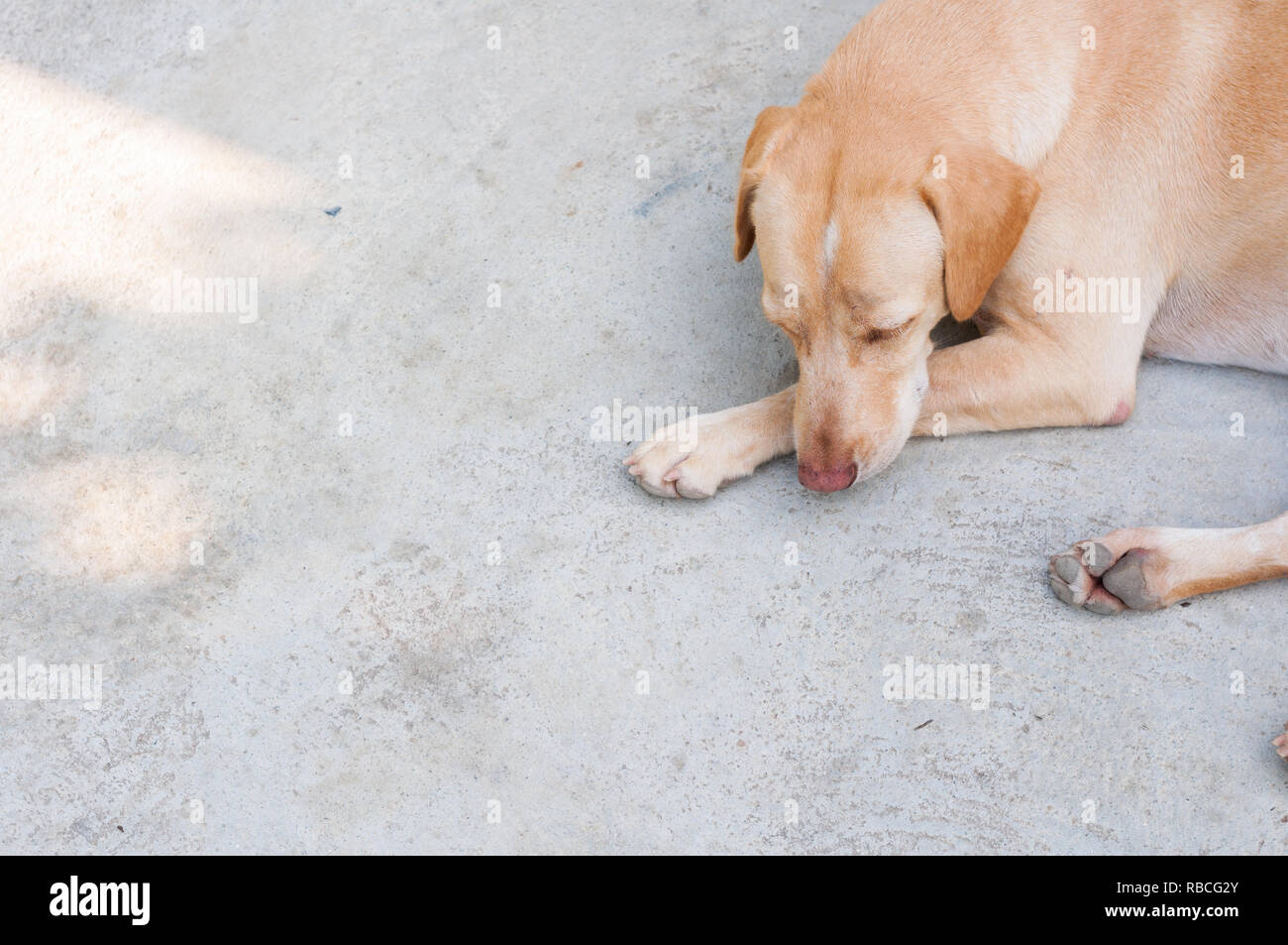Close up young brown Dog Labrador sleep on concrete floor background