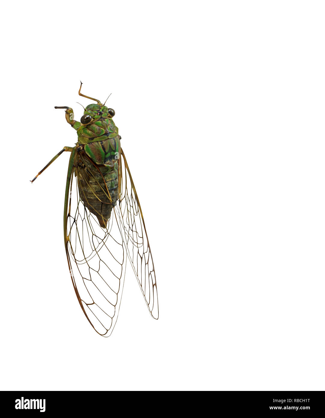 Cicada Isolated on White Background, Clipping Path Body and Transparent