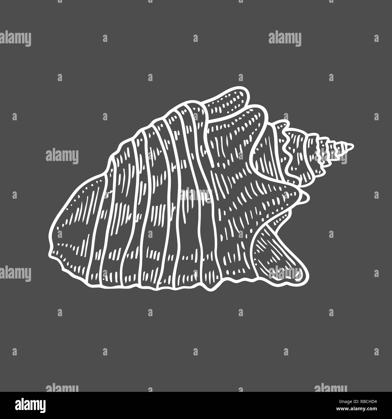 Vector antique engraving illustration of spiral seashell isolated on black background Stock Vector