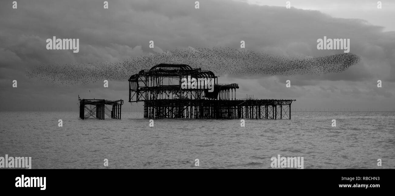 Murmuration of starlings over West Pier, Brighton, East Sussex, UK. Photographed at dusk on a cold, calm winter's day. Stock Photo