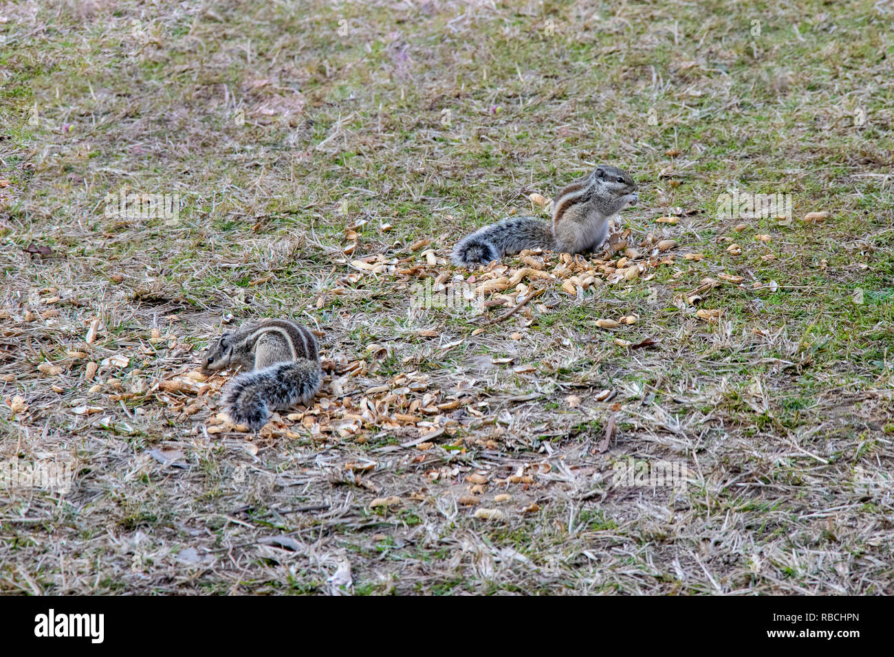 Squirrels eating peanuts lying in ground, Cute squirre Stock Photo Alamy