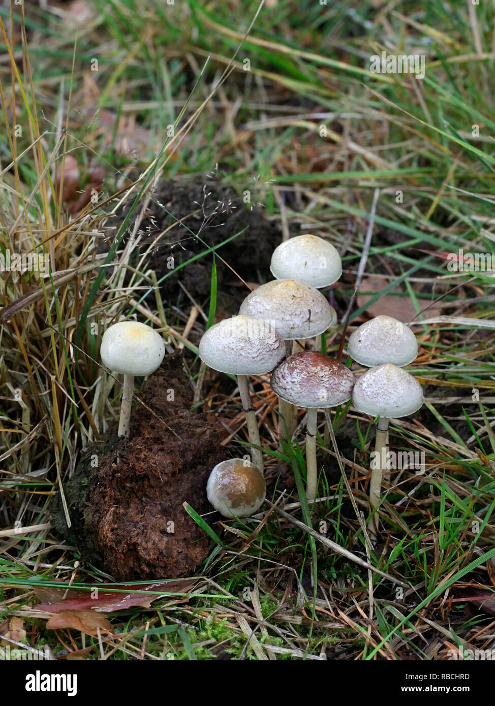 Protostropharia semiglobata, known as the dung roundhead, the halfglobe mushroom, or the hemispheric stropharia Stock Photo