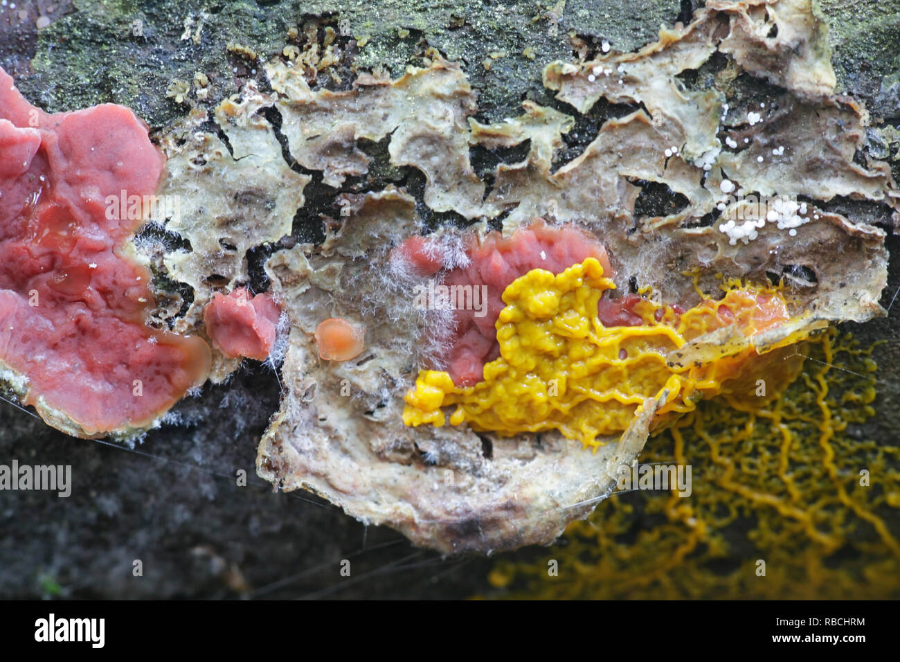 Yellow slime mold, Badhamia utricularis, feeding on a red mushroom called red scarlet splash fungus,  Cytidia salicina Stock Photo