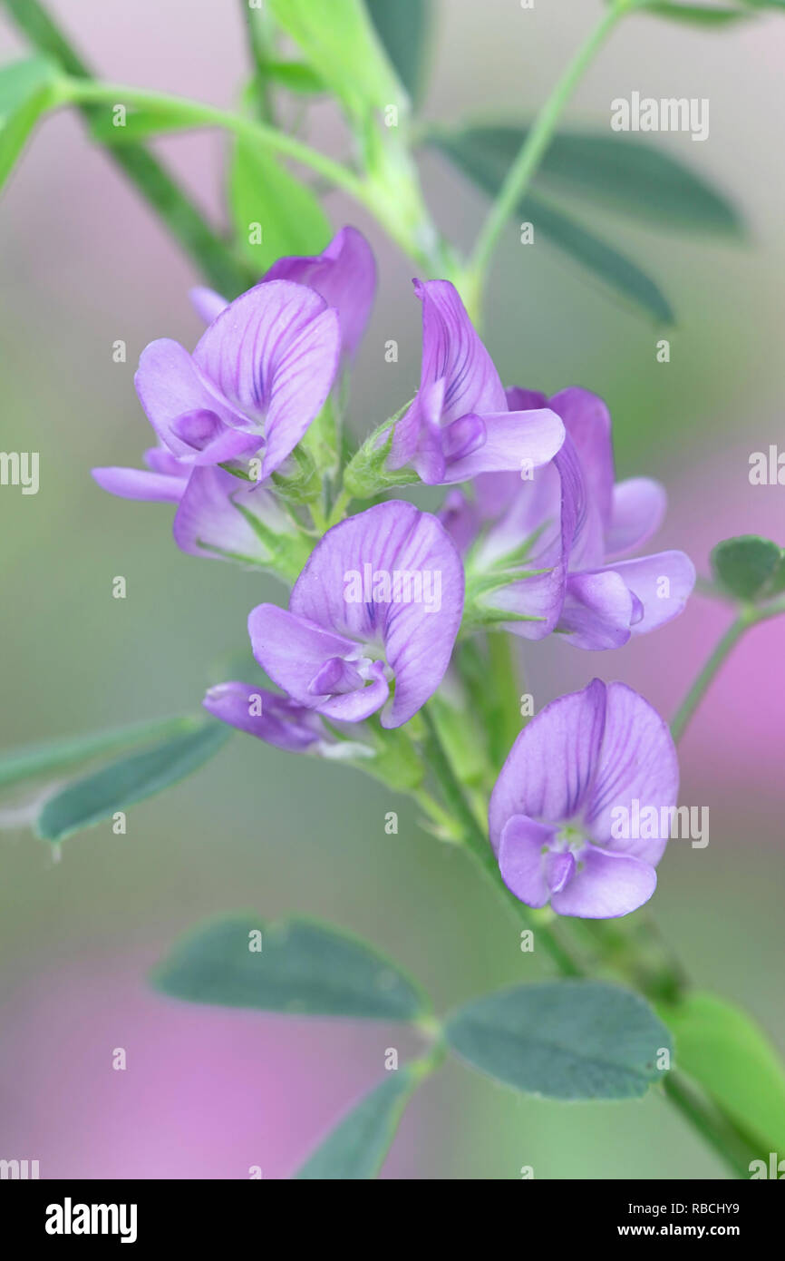 Alfalfa, Also Called Lucerne, Medicago Sativa, An Edible Flower Growing ...