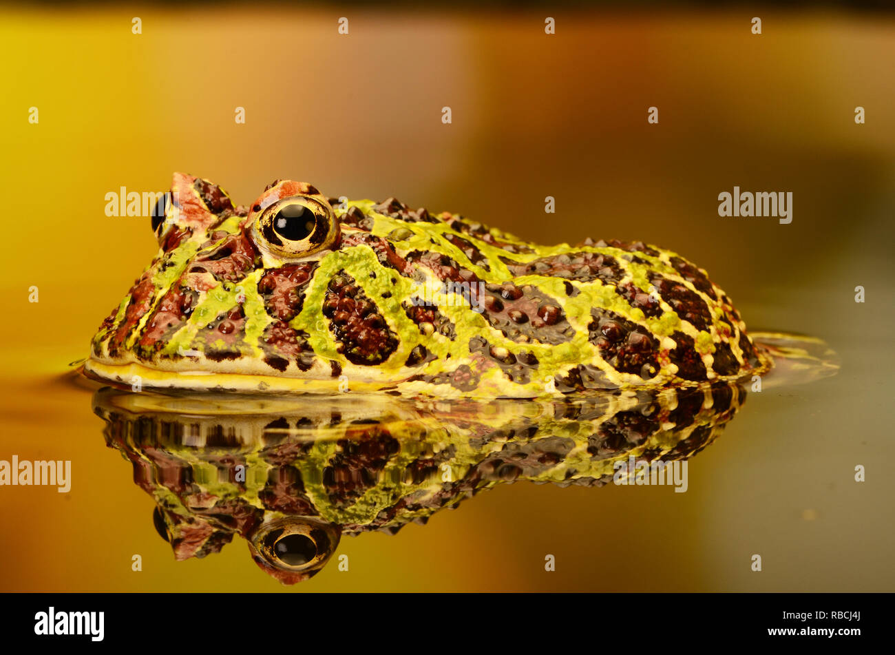 Argentine Ornate Horned Frog (Ceratophrys ornate) Stock Photo