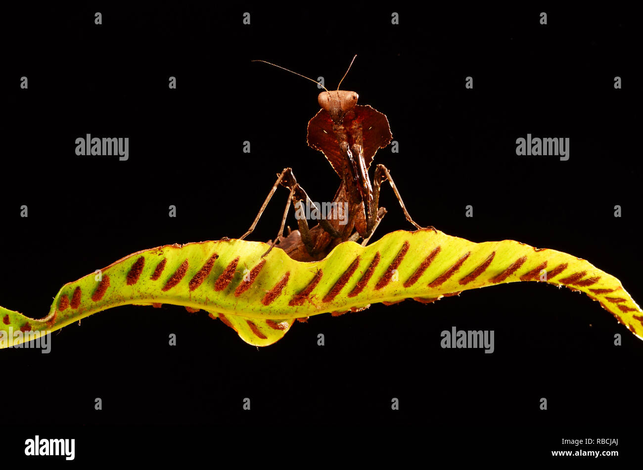 Ghost Mantis (Phyllocrania paradoxa) Stock Photo