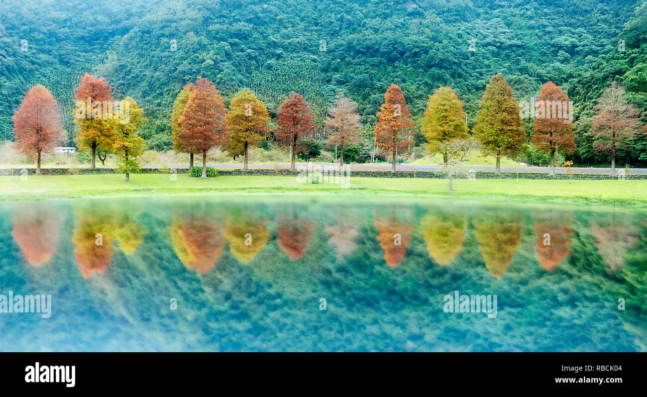 Cypress trees taiwan hi-res stock photography and images - Alamy