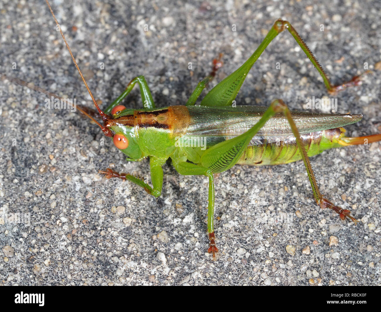 Katydid, Conocephalus species, female, near Dallas, TX, USA Stock Photo