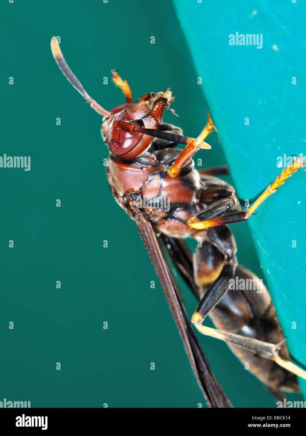 Jack spaniard paper wasp hires stock photography and images Alamy