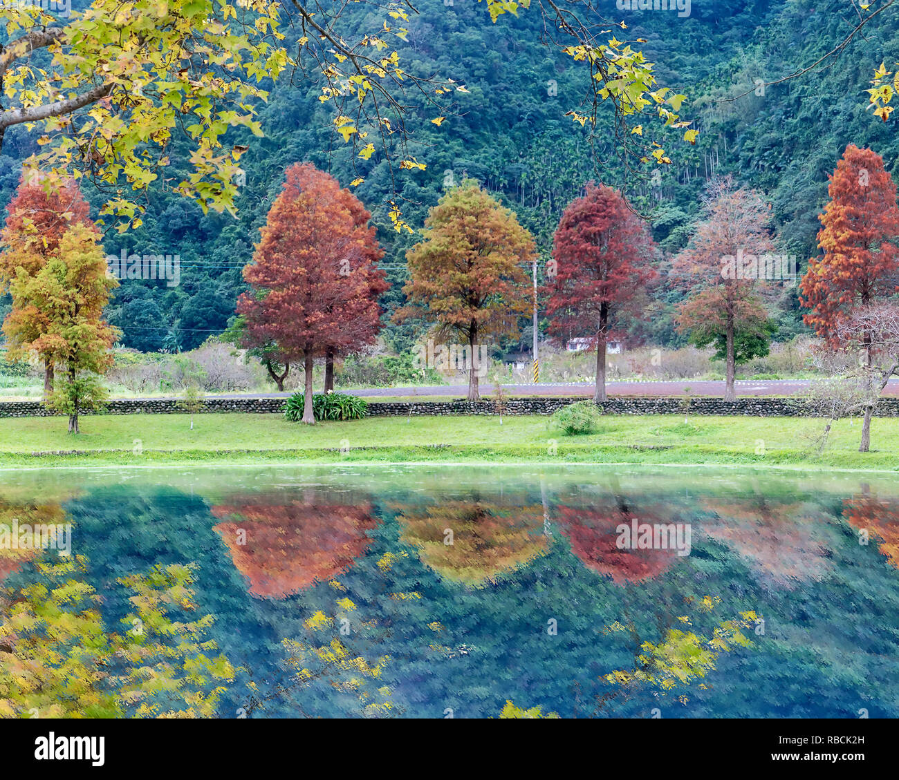 The Classic blad cypress scene of the Taiwan bald cypress trees reflection, Taiwan Stock Photo