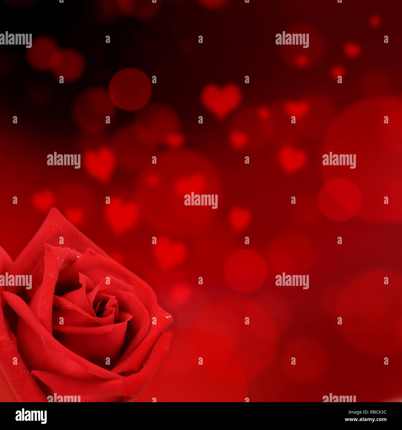 red rose on hearts shaped and red lights background in square size Stock Photo