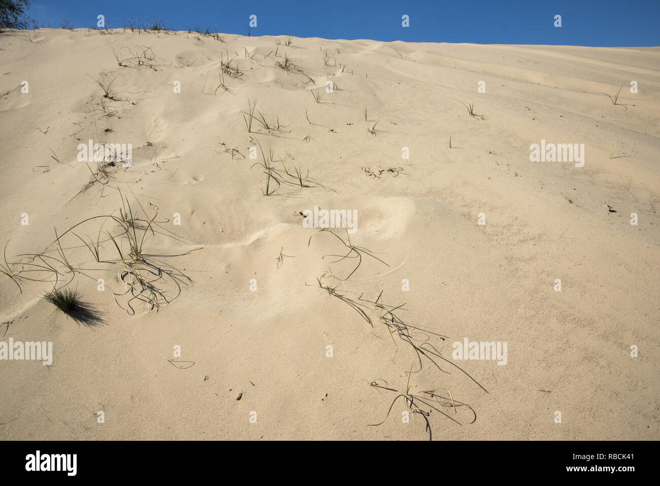 Sand sedge is stabilizing the inland dune in Wilderness Jüterbog in Northeastern Germany. Stock Photo