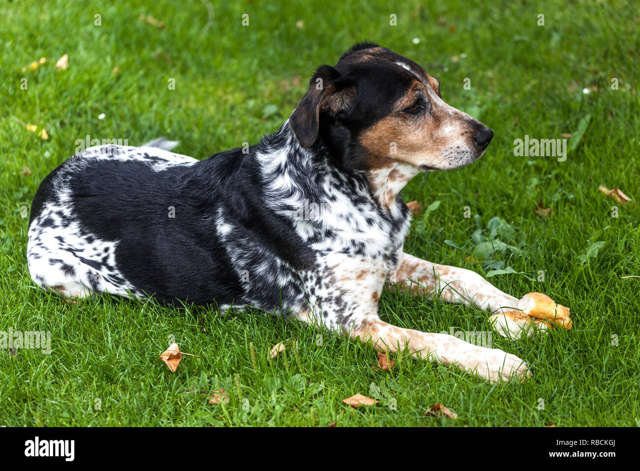 Spotted dog hires stock photography and images Alamy