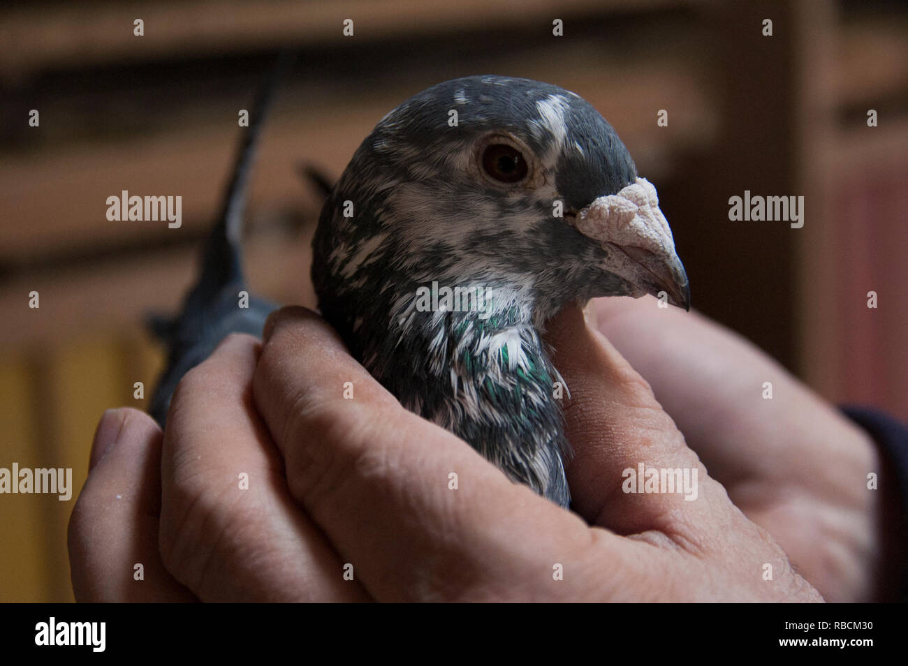 A pigeon breeder holding one of his pigeons. Stock Photo