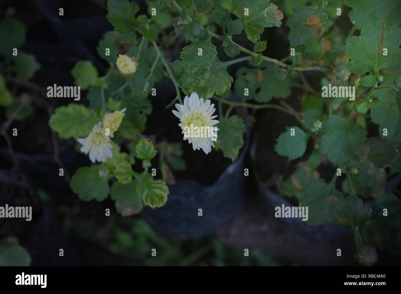 Small white chrysanthemum flower hi-res stock photography and images ...