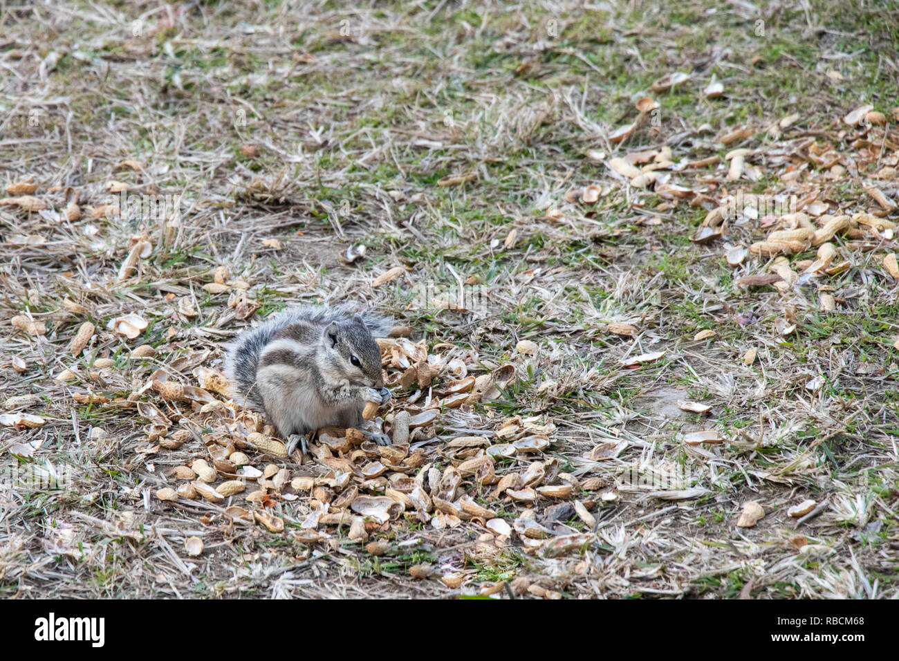 Squirrels eating peanuts lying in ground, Cute squirre Stock Photo Alamy