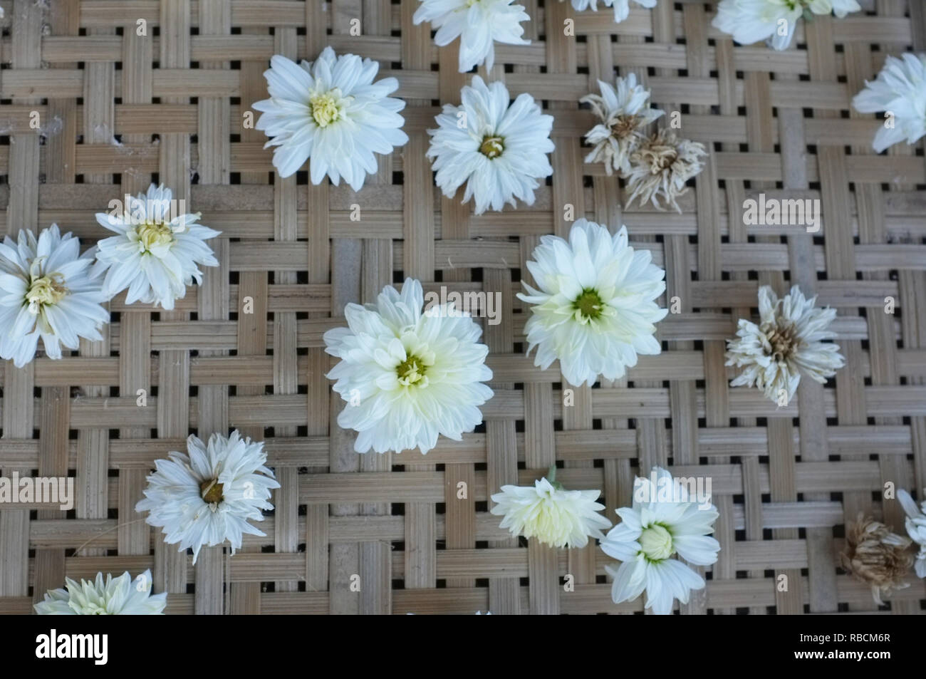 White Chrysanthemum Flower Type Species Name Chrysanthemum Indicum Linn On Tray Stock Photo Alamy