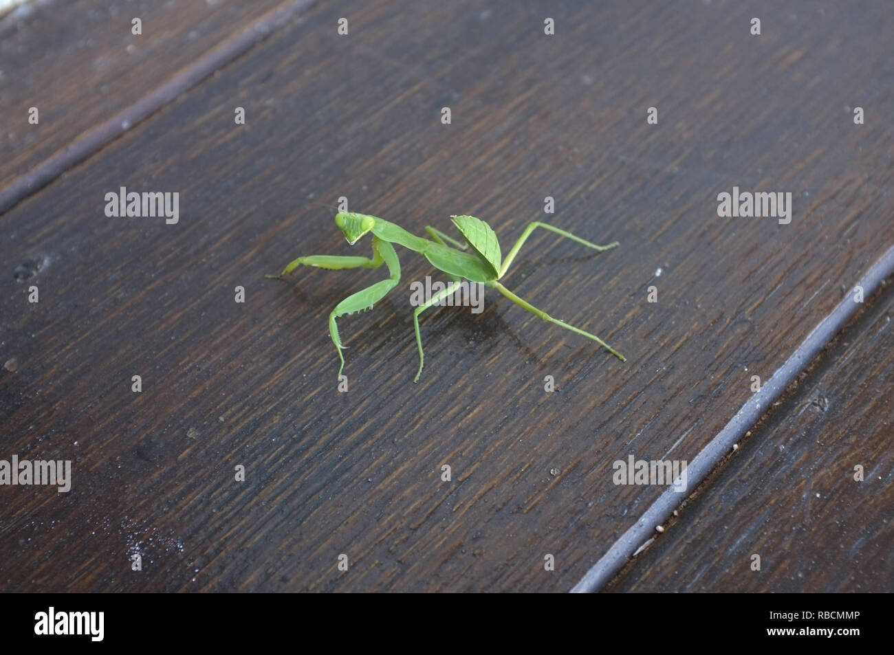 Focus of Preying Mantis Mantid Mantises on wooden floor. Stock Photo